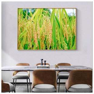 丰收画 稻田画 客厅挂画 五谷丰登图现代简约风景餐厅装饰画