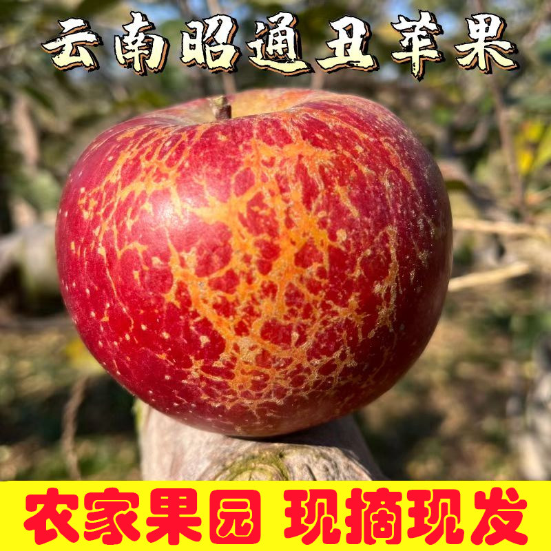 精品云南昭通野丑苹果特大冰糖心