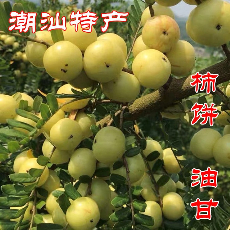 新鲜柿饼甜种油甘果余甘果包邮