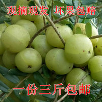 現(xiàn)貨新鮮油甘果余甘子三斤裝包郵