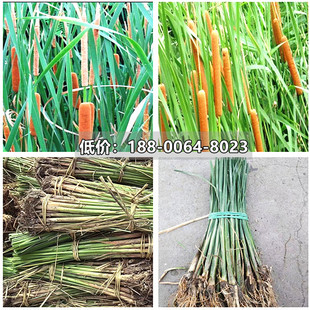 香蒲苗香蒲棒草苗木水浊苗水生植物河道湿地挺水植物绿化净化水质