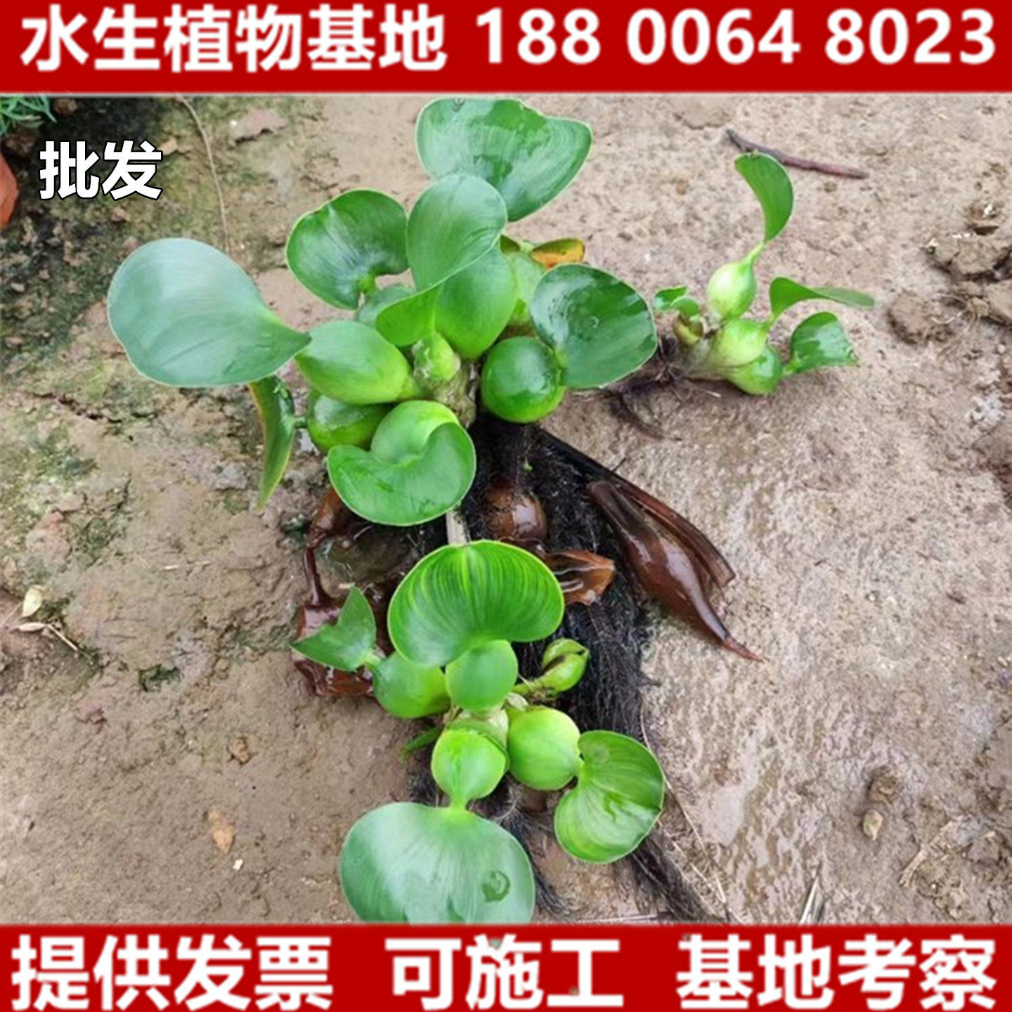 水葫芦水芙蓉苗养鱼龟虾缸微造景观水培水生植物基地直供净化水质