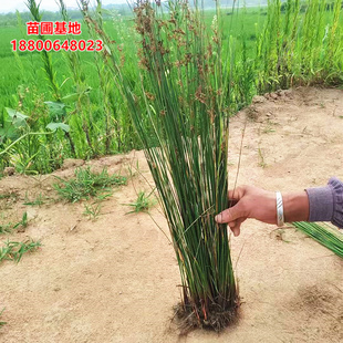 水生植物灯芯草苗野生灯芯草苗龙须草湿地挺水植物驳岸池塘河道