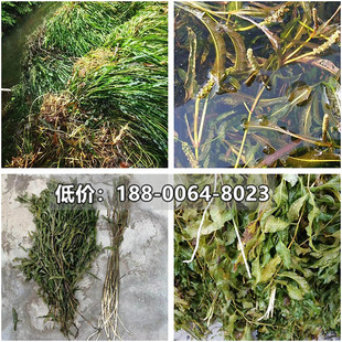 马来眼子菜苗蓖齿眼子菜河道沉水植物净化水质水草水下森林