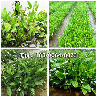 泽泻花苗驿前水生植物湿地种植泽泻苗挺水植物污水处理浮岛种植