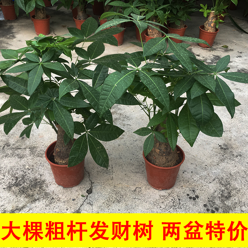 绿植四季常青阳台吸甲醇发财树