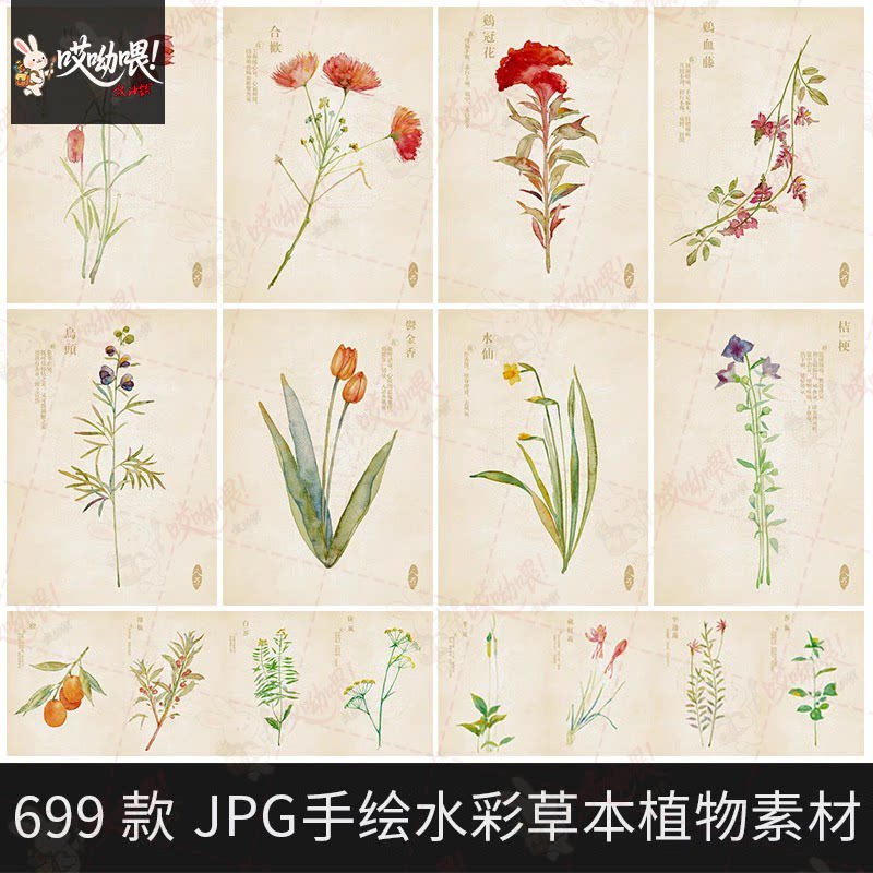 手绘水彩本草中草药植物花卉图鉴护肤美容产品包装说明设计PS素材
