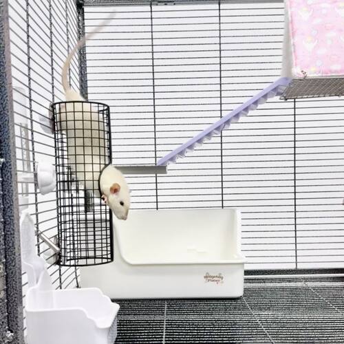 蜜袋鼯玩具蜜袋鼯隧道宠物玩具可悬挂玩具金属宠物玩具、小宠窝、