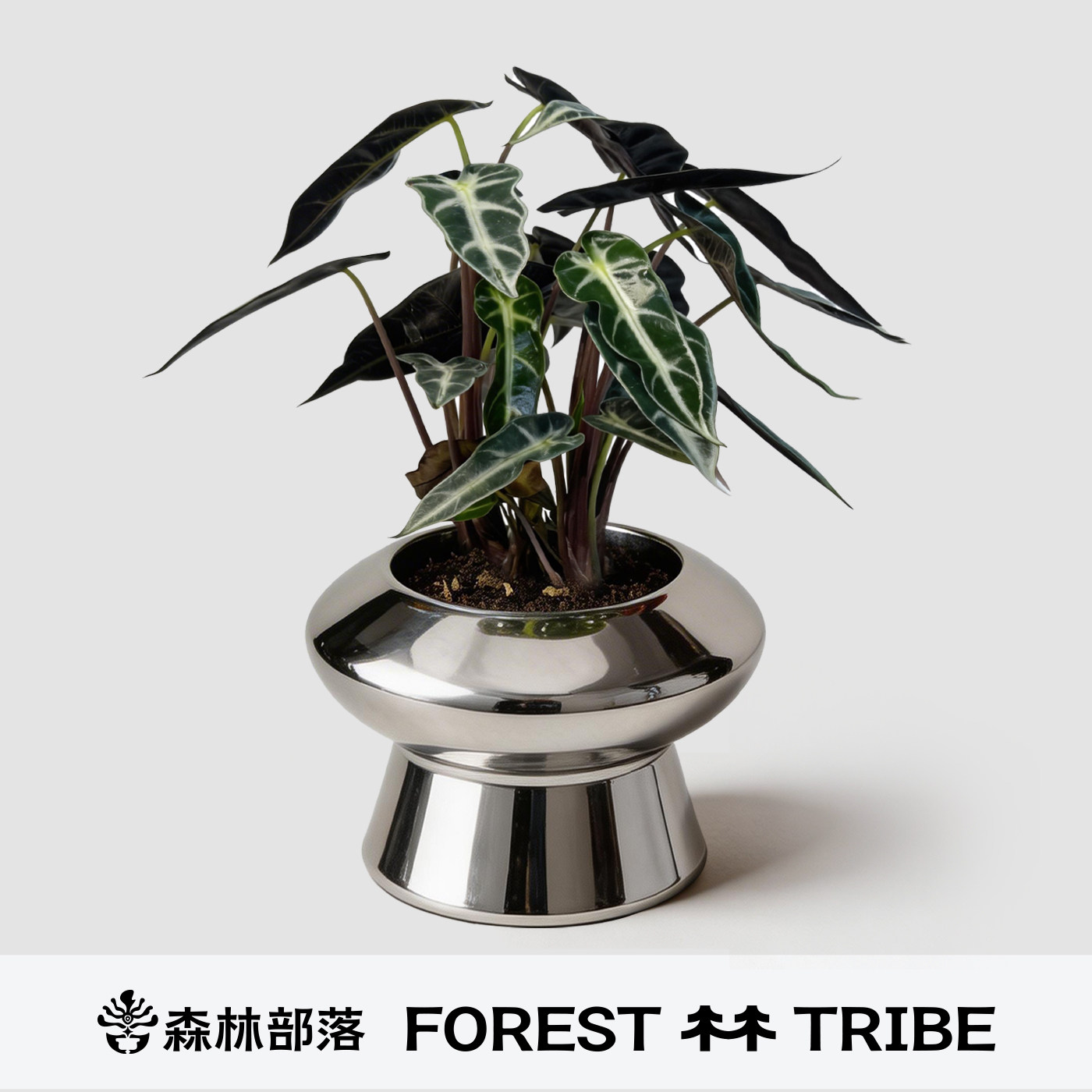森林部落绿天鹅绒小仙女海芋彩叶芋绿植热带盆栽室内植物礼物观叶