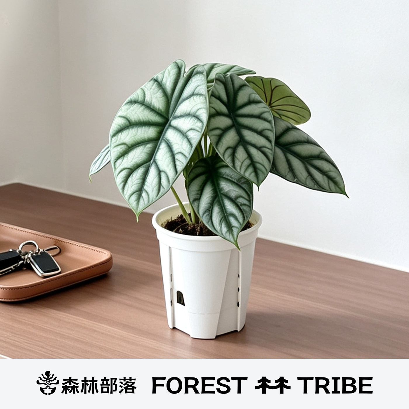 森林部落白犀牛海芋好养观叶植物