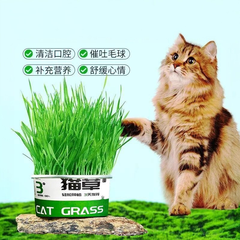 懒人泡面猫草盆栽种子
