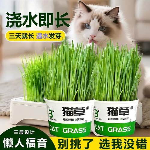 依晓凡猫草盆栽水培盒种籽育苗盘