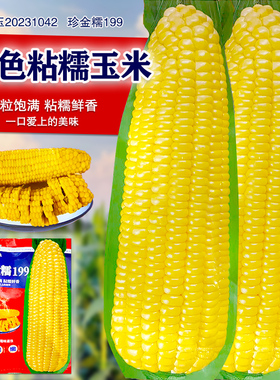 黄糯粘玉米种子黄金甜粘糯大棒玉米 糯玉米种子蔬菜种子皮薄糯甜