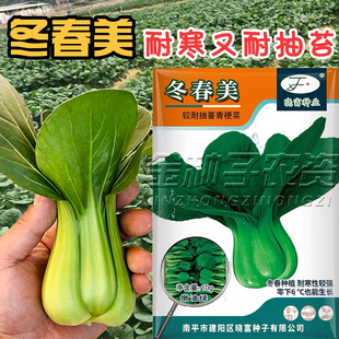 冬美冠耐寒青梗菜种子 耐低温耐抽苔越冬束腰小油菜上海青菜种子