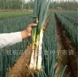 Аутентичные Шандун Чандзиу -Селоон Семена Семена Овощные семена овощные семена Новые семена овощной овощи Зеленые семена осень и зима