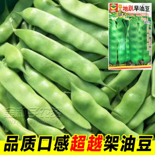摘不完地油豆豆角种子东北好种北方高产早熟40天不搭架豆角籽春季