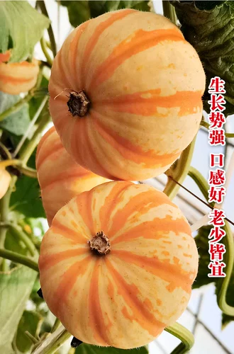 Huang Beibei Mini Pumpkin Seeds Четыре сезона саженцев каштанов, ароматная клейкая мука сладкая красная зеленая весна Осень Осенние овощи все виды семян