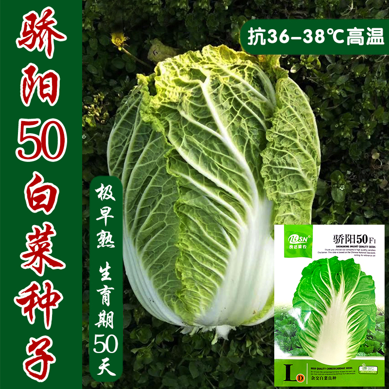 抗热夏季大白菜耐湿50天结球种子