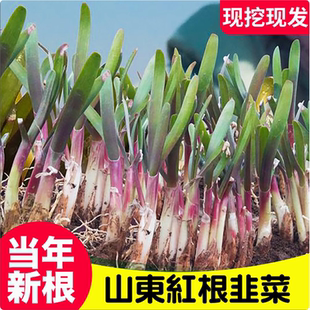 韭菜根苗紫根红根带土蔬菜宽叶大叶独根红韭菜根种籽子种子盆栽苗