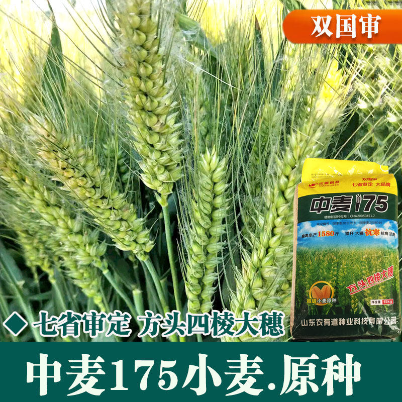 优质强筋冬小麦种子高产鲁丰中麦1756原种小麦种矮秆抗倒大穗原种