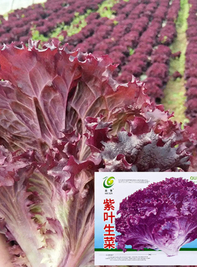紫叶生菜种子种籽种孑大全冬天紫色蔬菜红叶四季罗马青菜南方盆栽