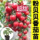 粉贝贝番茄种子西红柿种孑圣女果小柿子春季 夏秋冬樱桃小番茄 四季