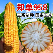 郑单958杂交大田玉米种籽大全特高产饲料玉米种子春夏季 播蔬菜孑