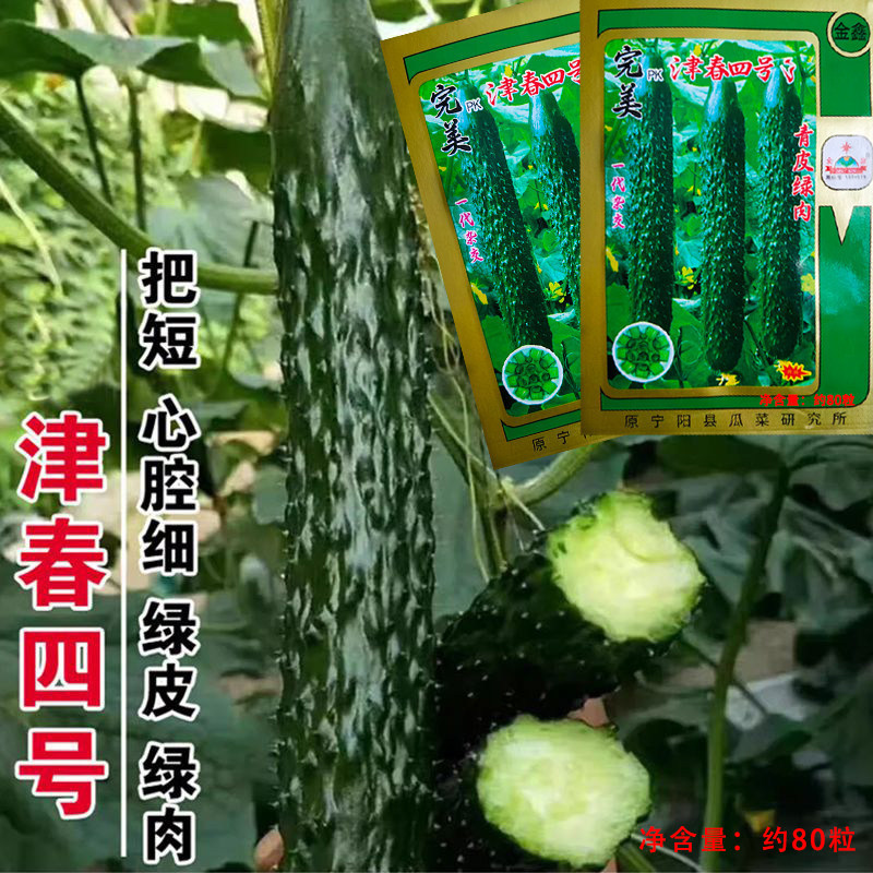 新津春四号黄瓜种子 耐热耐寒密刺青瓜早春四季蔬菜种籽 高产抗病
