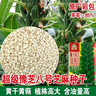 高产芝麻黑芝麻种子/白芝麻种子 阳台种菜盆栽大田高产优质高油