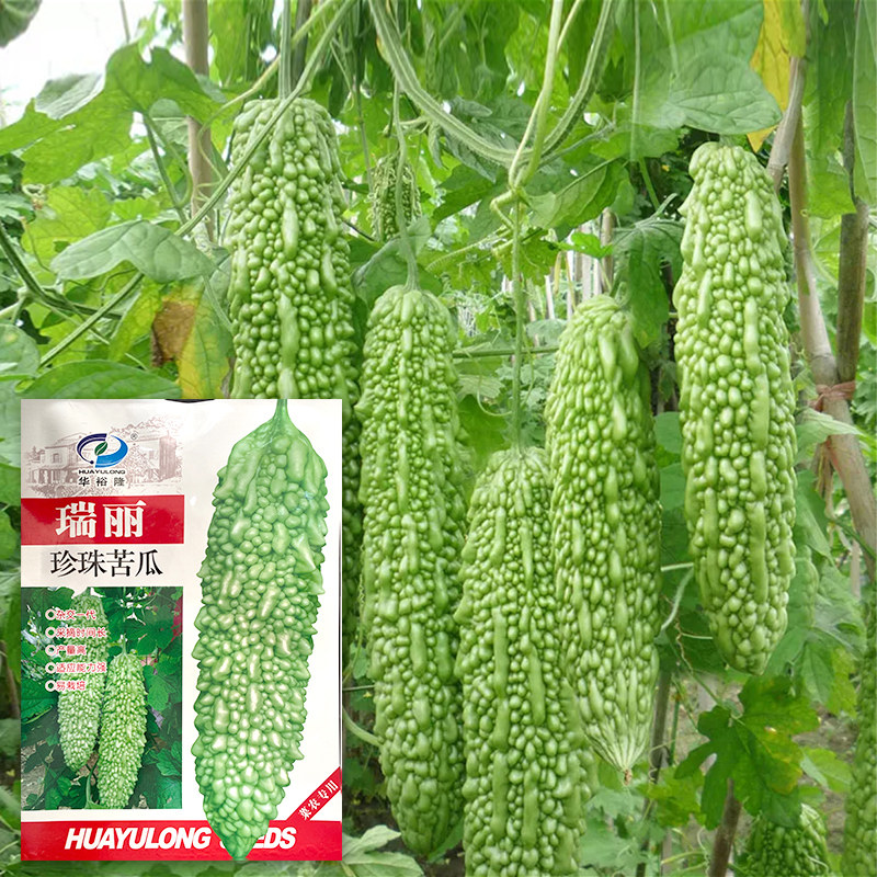 珍珠苦瓜种子春秋季种南方疙瘩微苦白凉瓜耐热高产四季蔬菜种孑籽