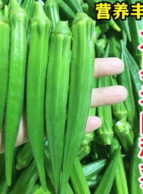 不易老水果秋葵种子可以生吃 而且好种的不易老的 水果黄色秋葵籽