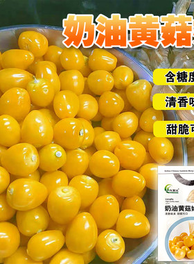 大果奶香味奶油黄姑娘果籽红菇娘