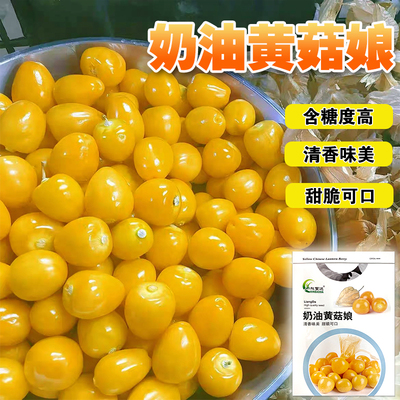 大果奶香味奶油黄姑娘果籽红菇娘