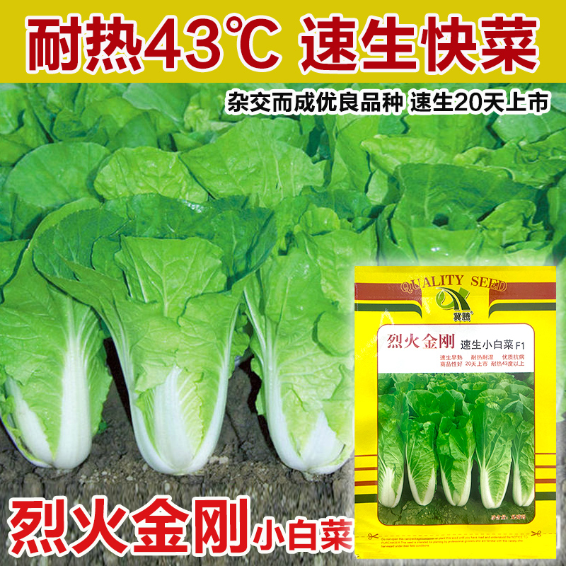 四季奶油快菜种子小白菜菜籽