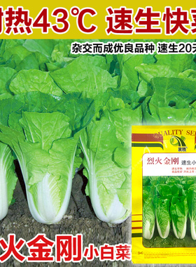 四季奶油快菜种子小白菜菜籽耐热速生快菜种孑阳台蔬菜籽种大全