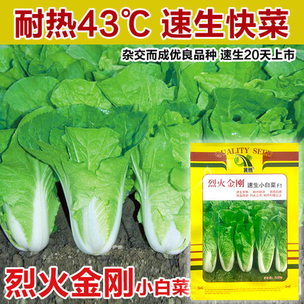 四季奶油快菜种子小白菜菜籽耐热速生快菜种孑阳台蔬菜籽种大全