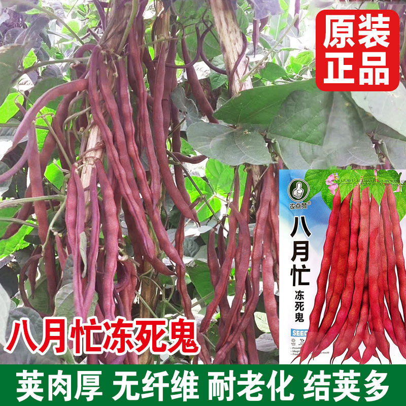 八月忙冻死鬼架豆种子结荚多图片