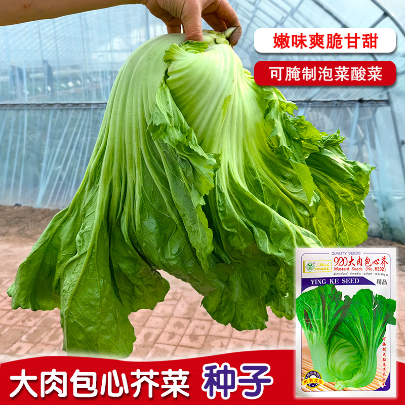 大肉包心芥菜种子水东芥甜芥菜南方盆栽种植四季蔬菜籽种籽孑大全