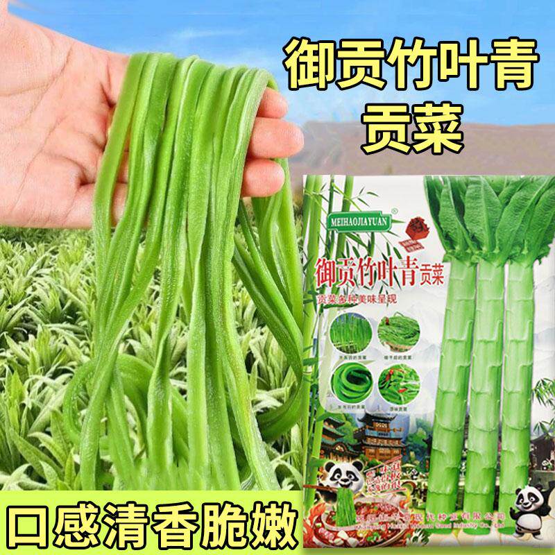 宫廷贡菜种子四季种籽耐高温抗寒苔干菜响菜山蛰菜菜种蔬菜种孑籽