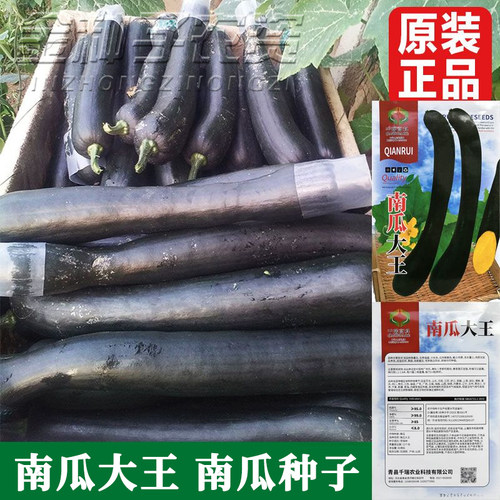 南瓜大王种子甘面粉糯