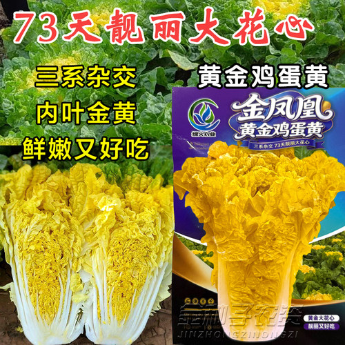 常丰黄金鸡蛋黄白菜F1秋播种子