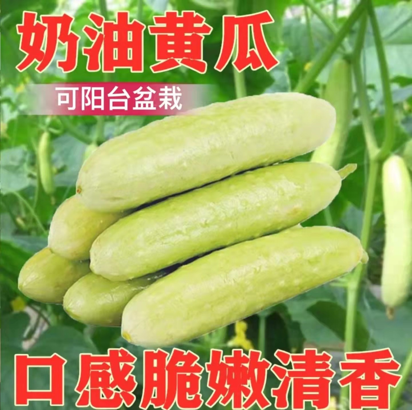 奶油黄瓜种子每节都有瓜图片