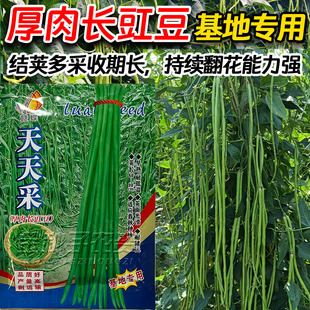 厚肉长豇豆种子翠绿豆角种子籽基地专用结荚多采收期长特长绿豆角