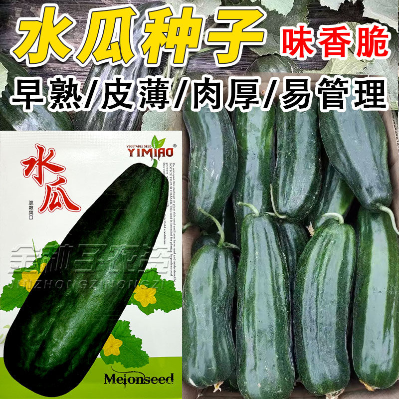 长菜瓜种子水果八棱脆菜瓜种子籽早熟皮薄好吃春季播种大长水瓜籽