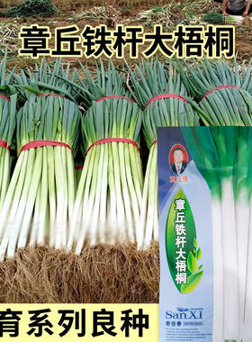 章丘9号大葱种子高产抗病抗逆