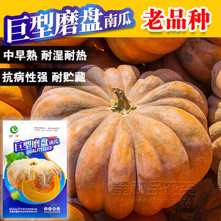 巨型磨盘大南瓜种子特大特甜面大南瓜种籽高产味甜面高产南瓜蔬菜