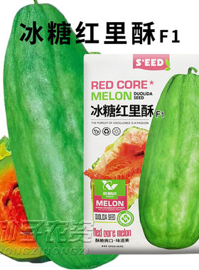 红瓤酥瓜薄皮甜瓜种子香瓜种籽
