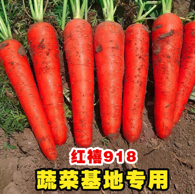 三系杂交胡萝卜种子三红胡萝卜种籽小顶红大田基地用籽高产红萝卜