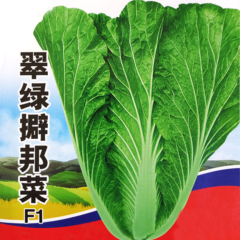 东北擗邦白菜种籽 饭包白菜种子 圆叶白菜打饭包蘸酱白菜种子高产