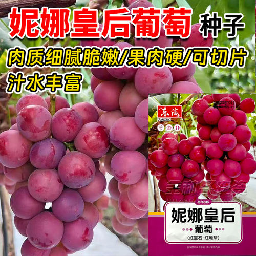 红宝石葡萄种子春夏播